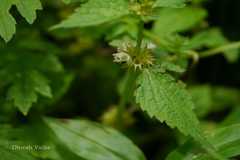 Lamium album